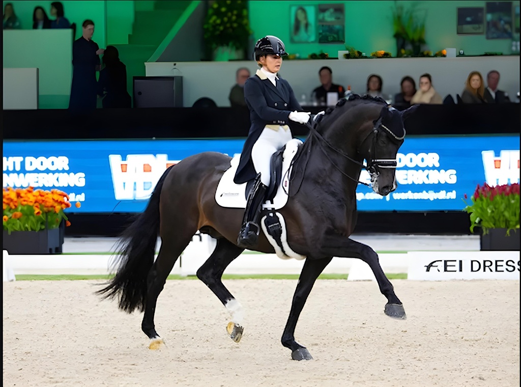 Opleiding jury Dressuur BLM 2025 Demo